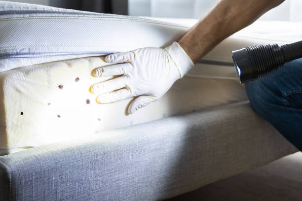 Best Emergency Pest Control  in Powell, AL