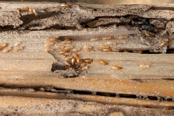 Best Residential Pest Control  in Powell, AL